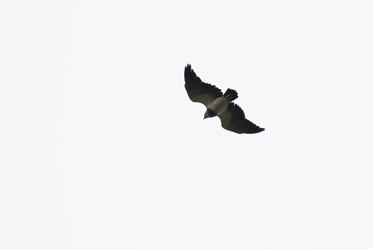 Black-chested Buzzard-Eagle (Geranoaetus melanoleucus)