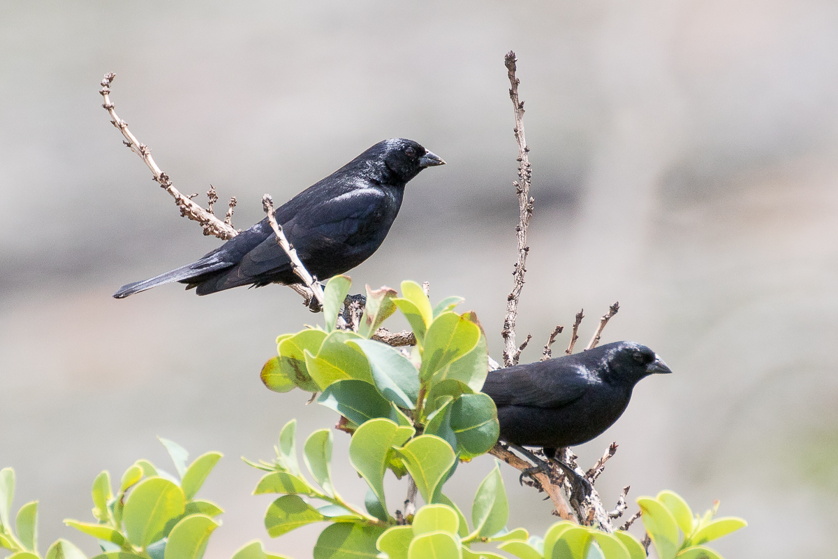 Screaming Cowbird (Molothrus rufoaxillaris)