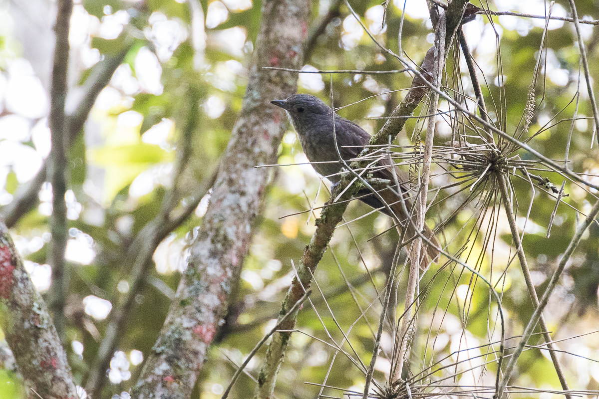 Cinnamon-vented Piha (Lipaugus lanioides)