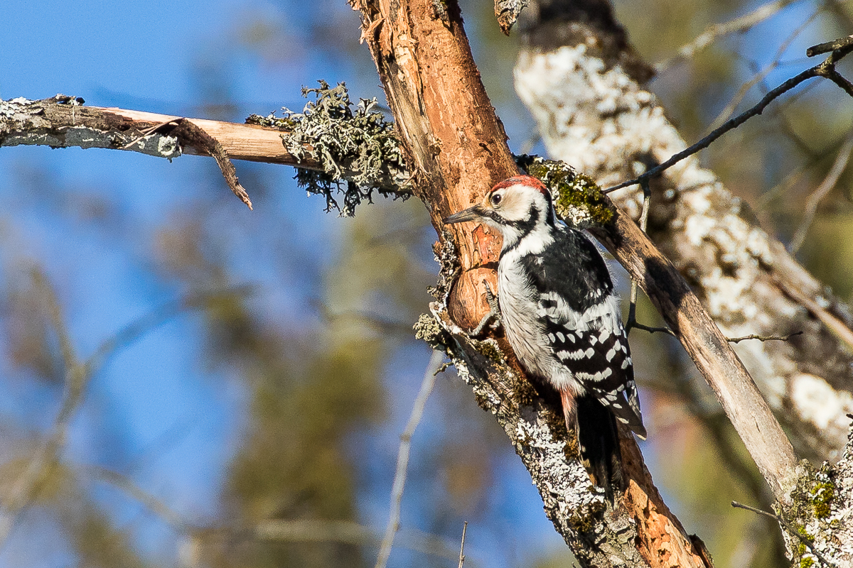 White-backed Woodpecker (Dendrocopos leucotos)