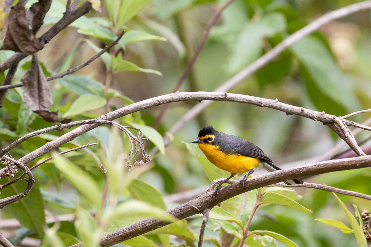 Spectacled Whitestart (Myioborus melanocephalus malaris)