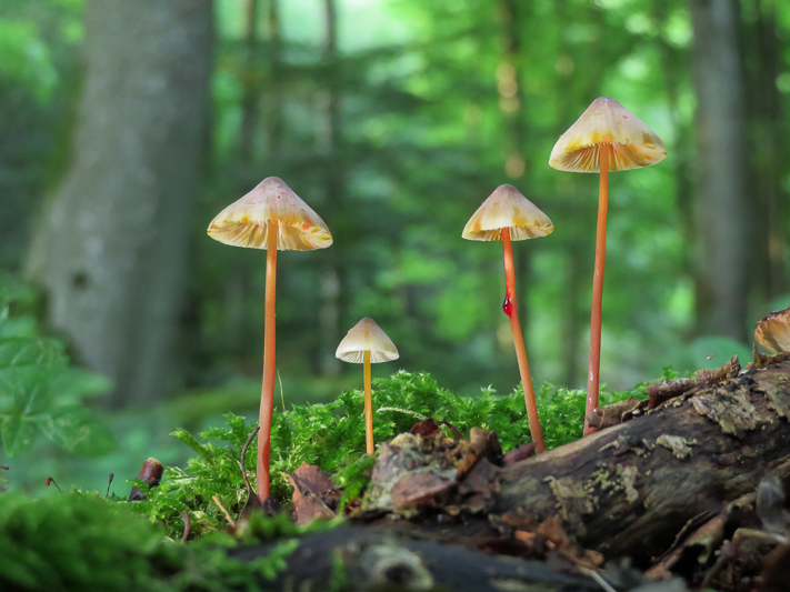 Mycena crocata - Prachtmycena - Saffrondrop Bonnet