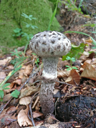 Strobilomyces strobilaceus - Geschubde Boleet - Old Man of the Woods