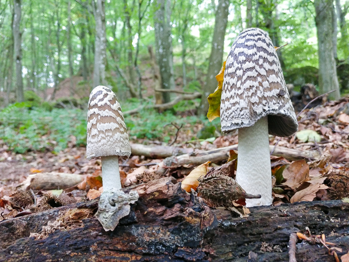 Coprinus picaceus - Spechtinktzwam - Magpie Fungus