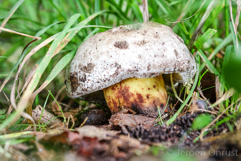 Boletus radicans - Wortelende Boleet - Rooting Bolete