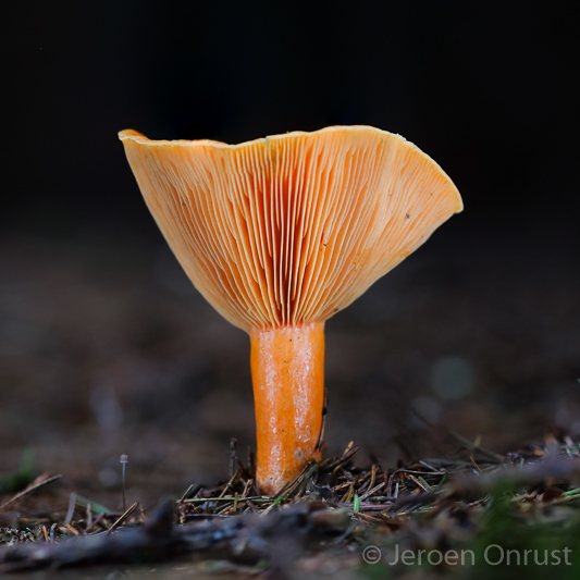 Lactarius deterrimus - Peenrode Melkzwam - False Saffron Milkcap