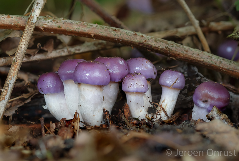 Cortinarius croceocaeruleus - Paarse Galgordijnzwam