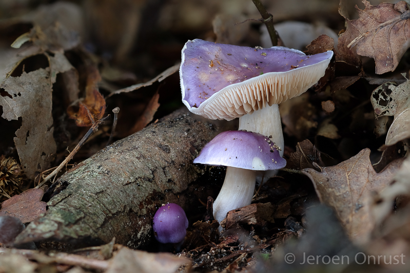 Cortinarius croceocaeruleus - Paarse Galgordijnzwam