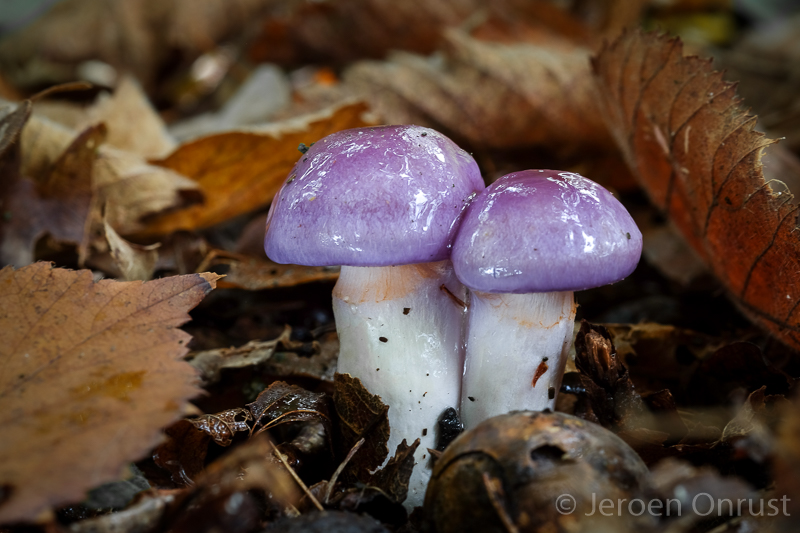 Cortinarius croceocaeruleus - Paarse Galgordijnzwam