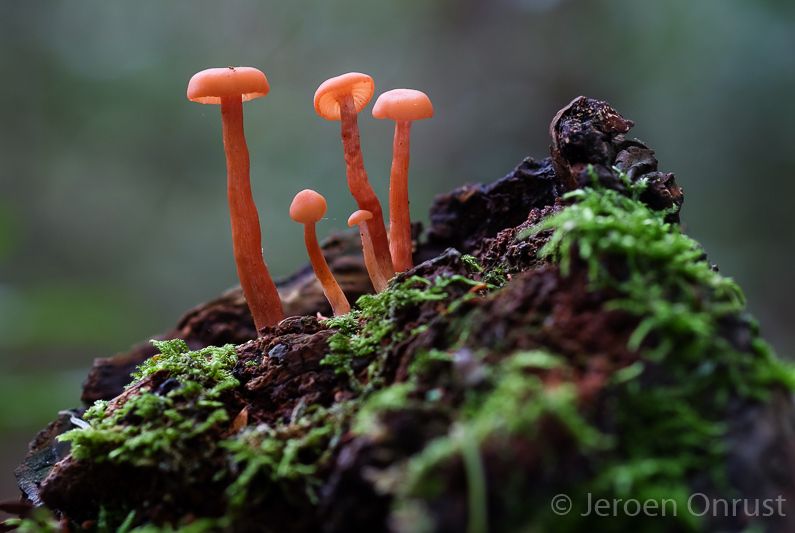Laccaria laccata - Gewone Fopzwam - Deceiver