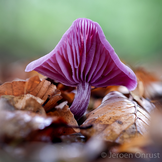 Laccaria amethystina - Amethistzwam - Amethyst Deceiver