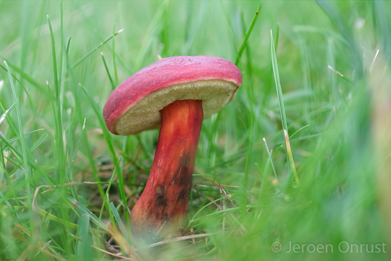 Boletus rubellus - Rode Boleet - Ruby Bolete