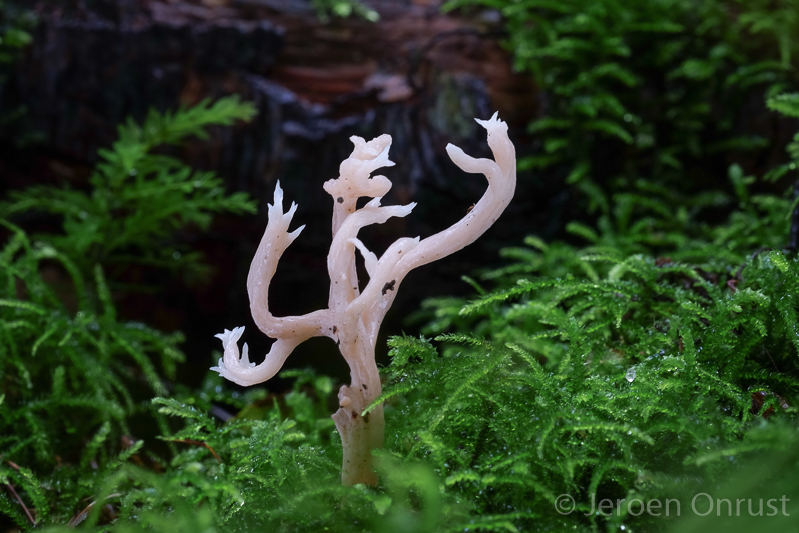 Clavulina rugosa - Rimpelige koraalzwam - Wrinkled Coral Fungus