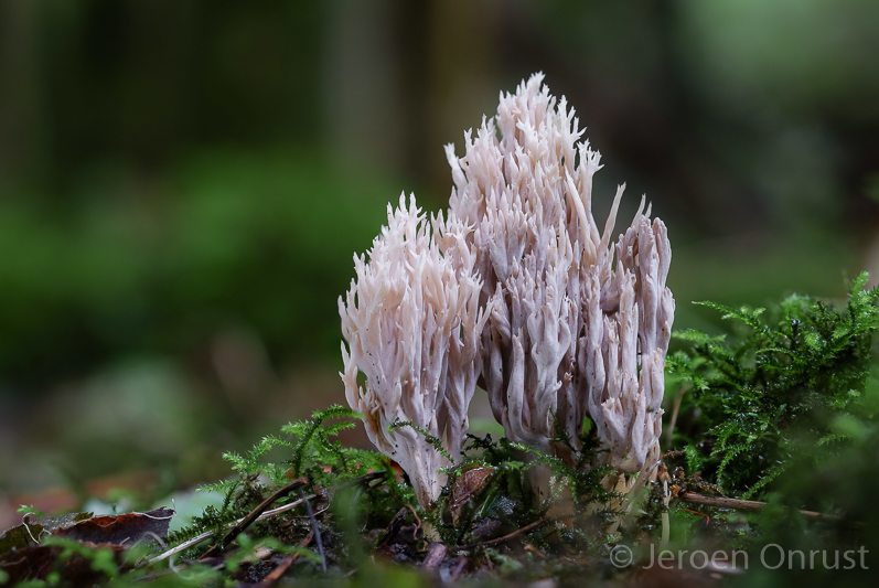 Clavulina cinerea - Asgrauwe Koraalzwam - Grey Coral