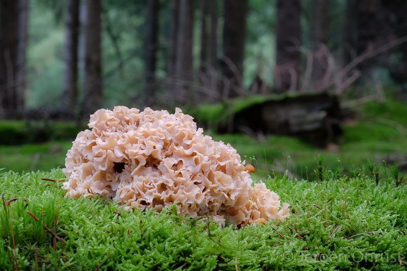 Sparassis crispa - Grote Sponszwam - Cauliflower Mushroom