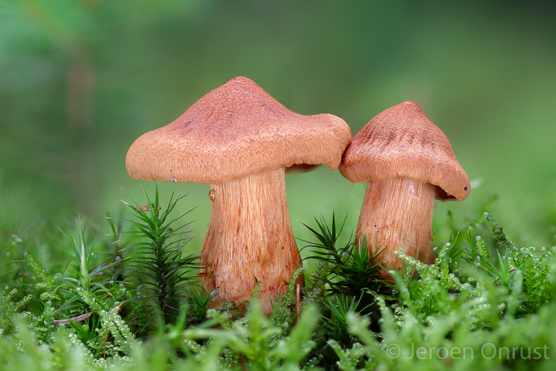 Cortinarius rubellus - Fraaie Gifgordijnzwam - Deadly Webcap