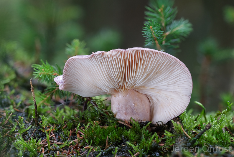 Lactarius trivialis - Forse Melkzwam - Tacked Milkcap