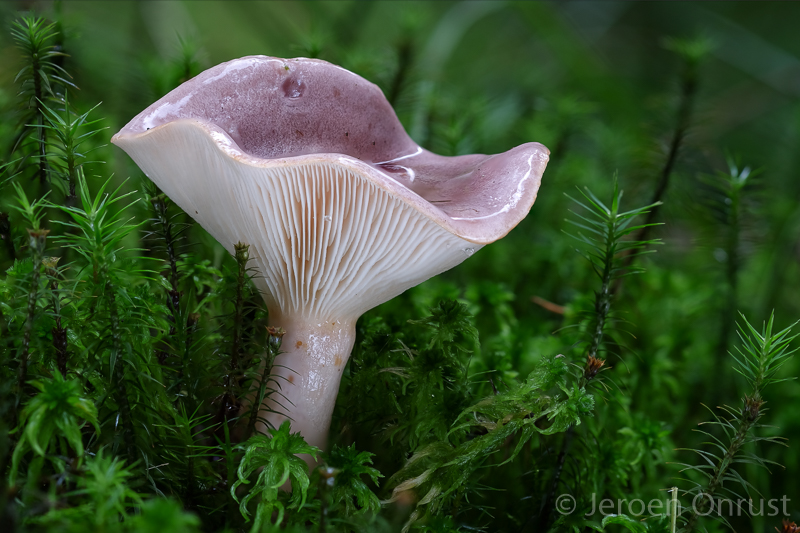 Lactarius trivialis - Forse Melkzwam - Tacked Milkcap