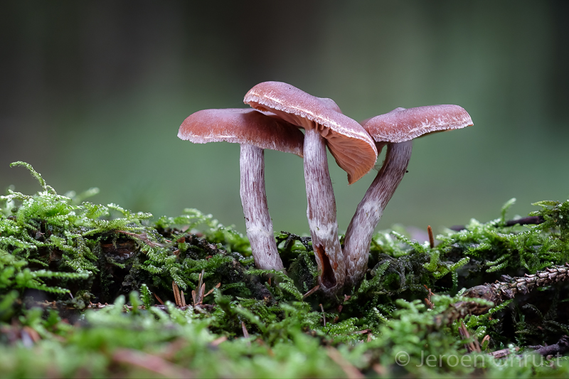 Cortinarius tortuosus - Kaarslichtgordijnzwam