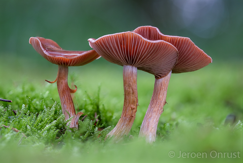 Cortinarius scaurus - Olijfplaatgordijnzwam - Green Webcap