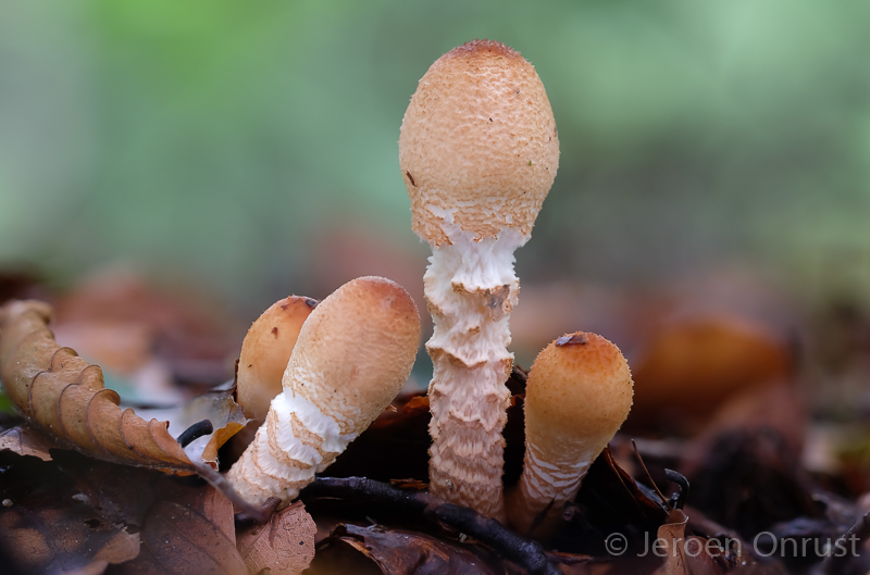 Lepiota spec.