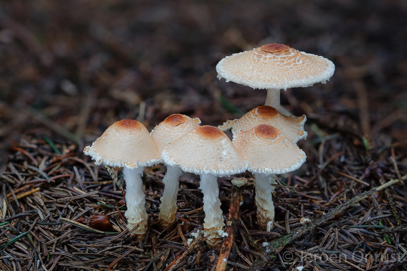 Lepiota ventriosospora - Geelbruine Wolsteelparasolzwam - Padded Dapperling