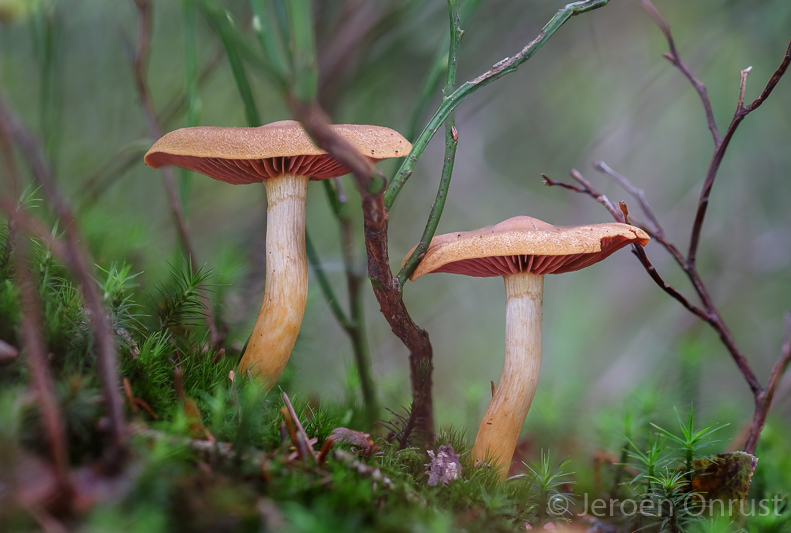 Cortinarius semisanguineus - Pagemantel - Surprise Webcap