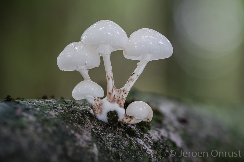 Oudemansiella mucida - Porseleinzwam - Porcelain Fungus