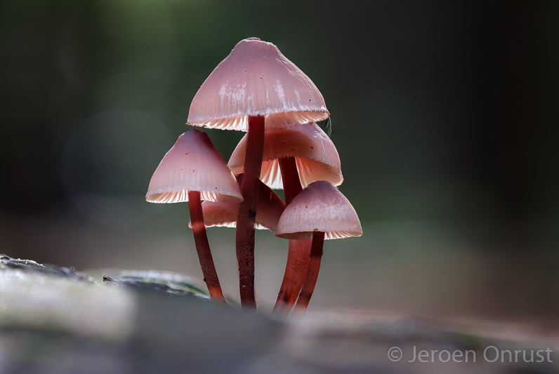 Mycena haematopus - Grote Bloedsteelmycena - Burgundydrop Bonnet