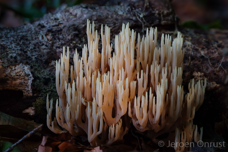 Ramaria stricta - Rechte Koraalzwam - Strict-branch Coral