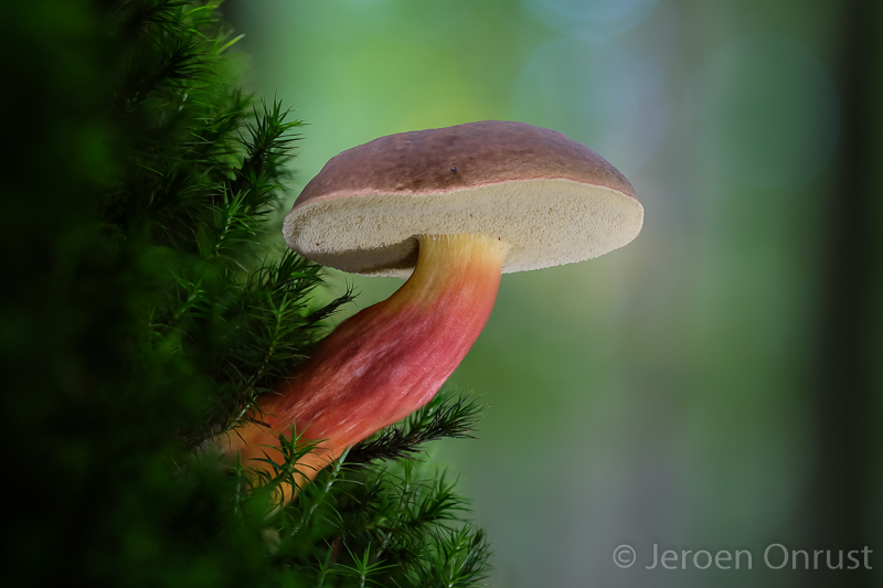 Xerocomus chrysenteron - Roodsteelfluweelboleet - Red Cracking Bolete