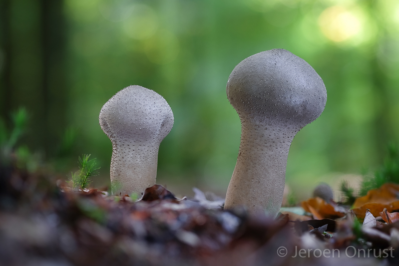 Calvatia excipuliformis - Plooivoetstuifzwam - Pestle Puffball