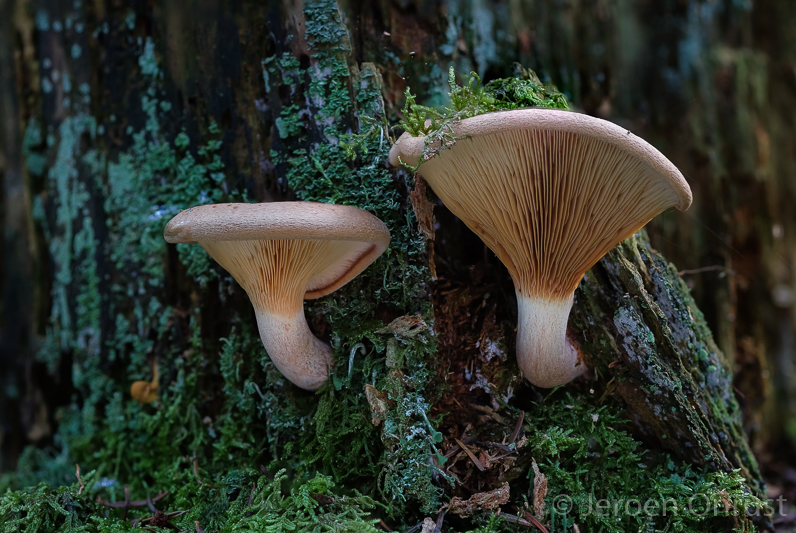 Paxillus involutus - Gewone Krulzoom - Brown Rollrim