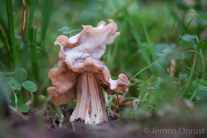Helvella crispa - Witte Kluifzwam - White Saddle