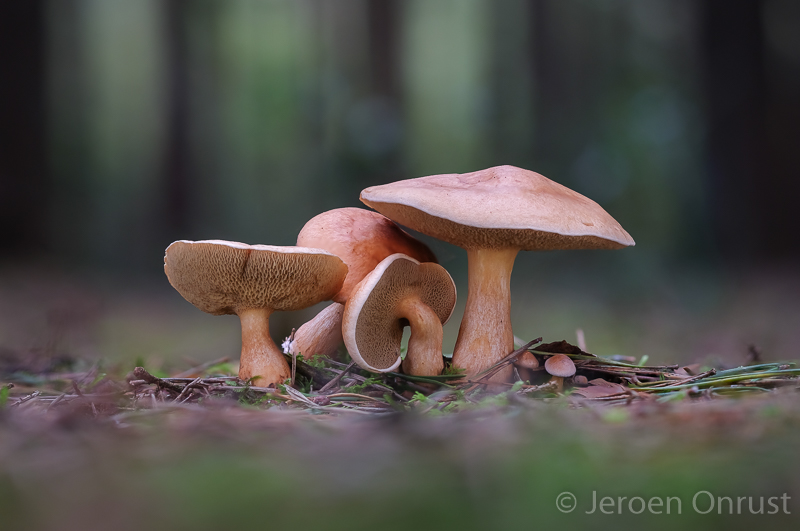 Suillus bovinus - Koeienboleet - Bovine Bolete