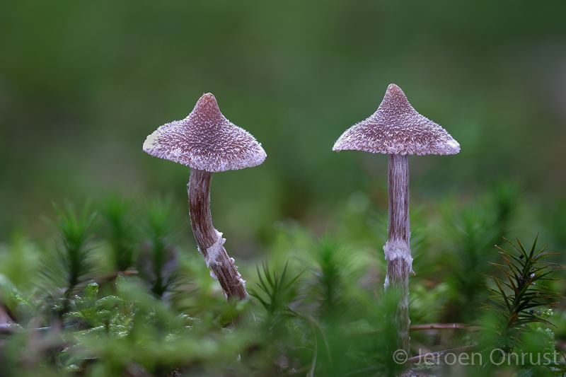 Cortinarius paleifer - Paarse Pelargoniumgordijnzwam - Pelargonium Webcap