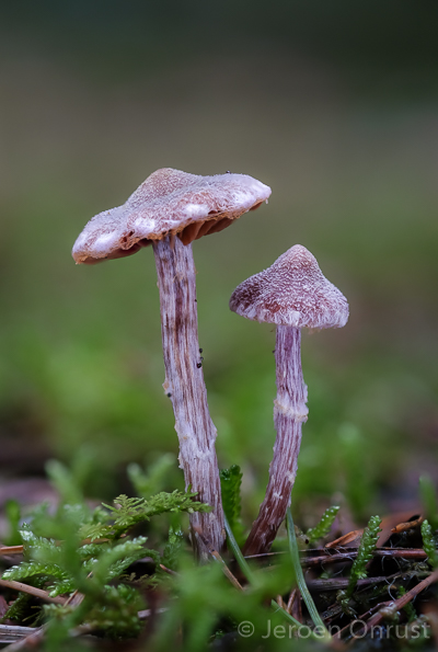 Cortinarius paleifer - Paarse Pelargoniumgordijnzwam - Pelargonium Webcap