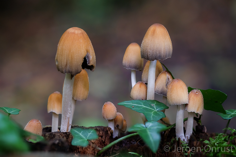 Coprinellus micaceus - Gewone Glimmerinktzwam - Glistening Inkcap