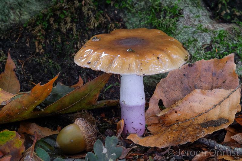 Cortinarius lividoochraceus - Rimpelige Gordijnzwam - Wrinkled Webcap