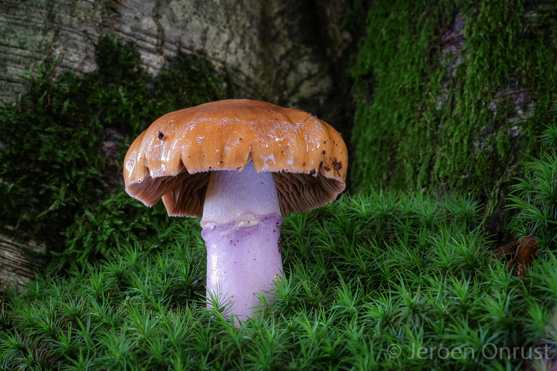 Cortinarius lividoochraceus - Rimpelige Gordijnzwam - Wrinkled Webcap