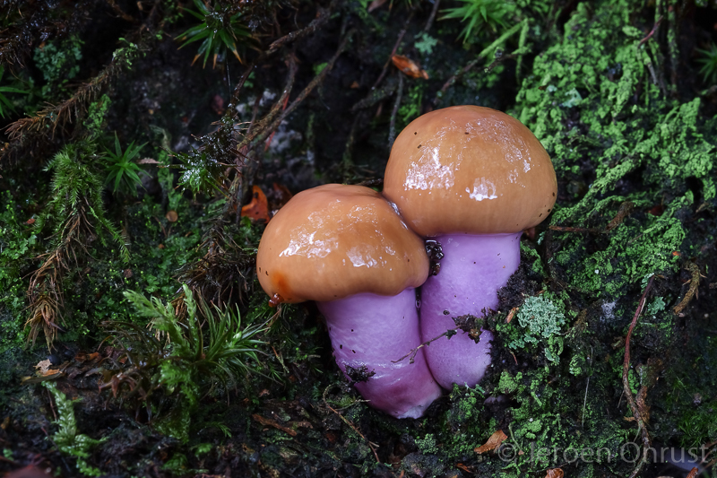 Cortinarius lividoochraceus - Rimpelige Gordijnzwam - Wrinkled Webcap