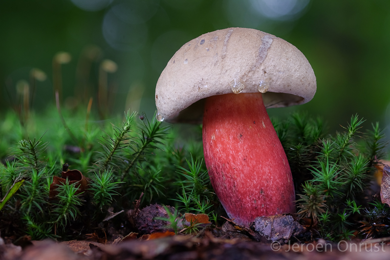 Boletus calopus - Pronksteelboleet - Bitter Beech Bolete