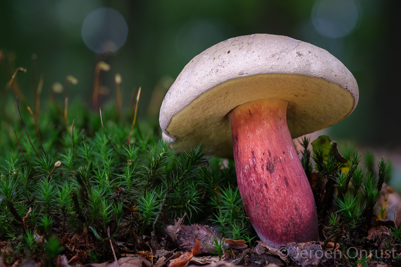 Boletus calopus - Pronksteelboleet - Bitter Beech Bolete