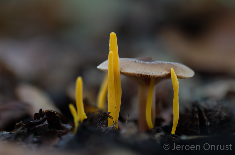Clavulinopsis helveola - Gele Knotszwam - Yellow Club