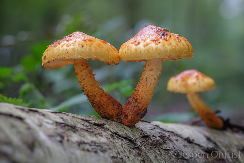 Pholiota adiposa - Goudvliesbundelzwam - Golden Scalycap