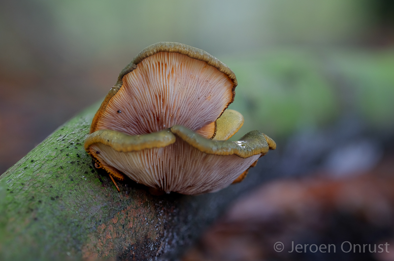 Sarcomyxa serotina - Groene Schelpzwam - Olive Oysterling