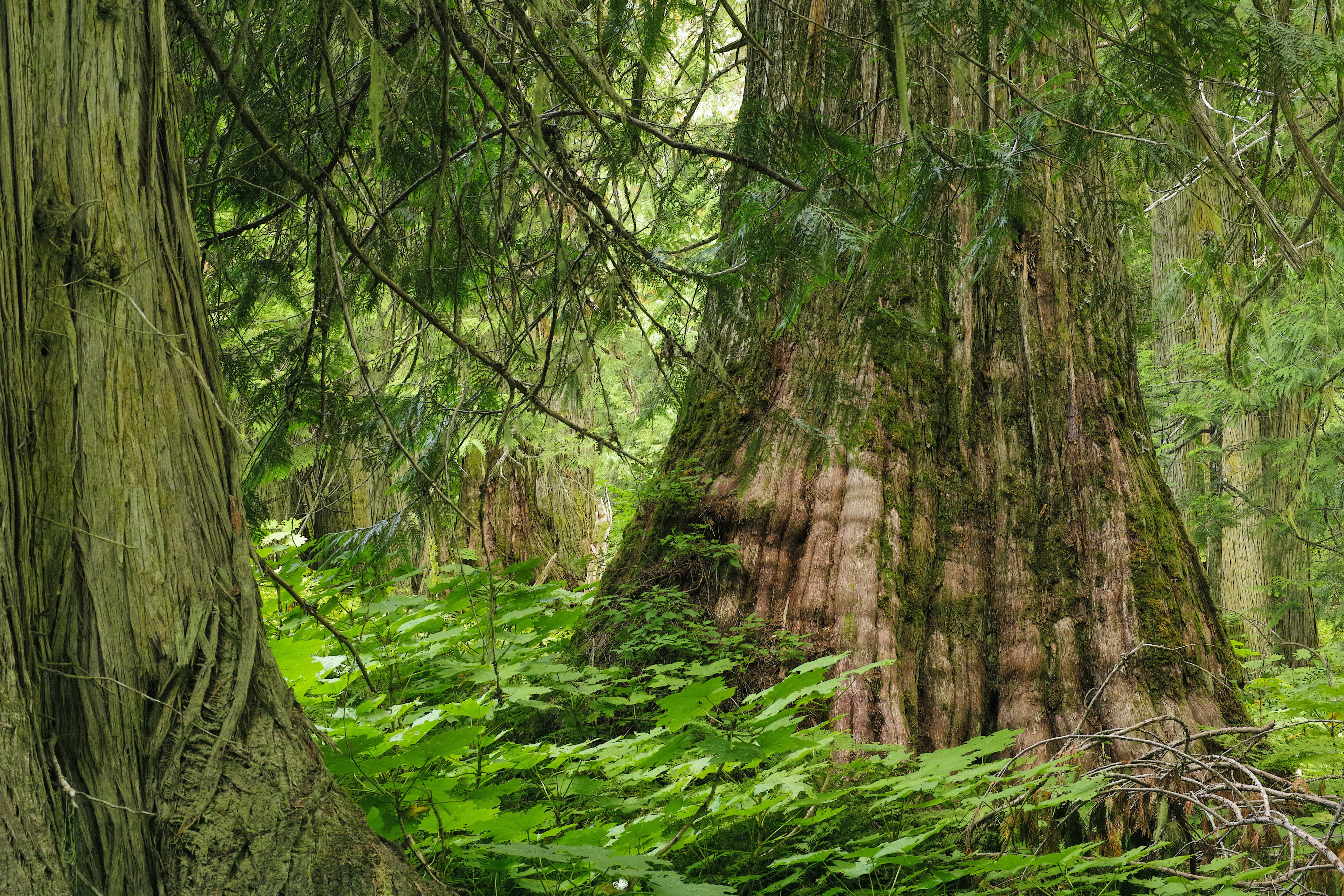 Ancient cedars