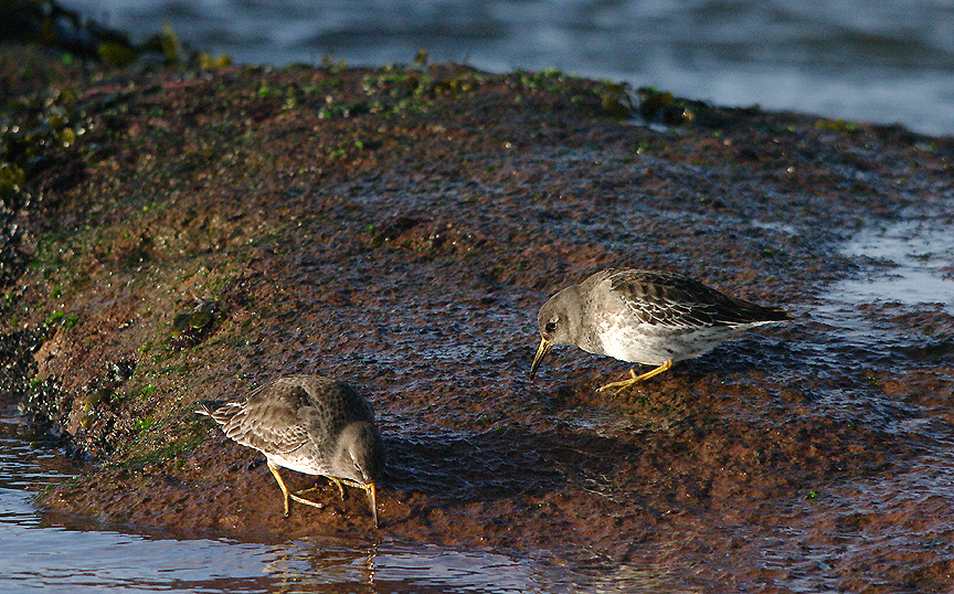 PURPLE SANDPIPER . MAER ROCKS . EXMOUTH . DEVON . 23 . 2 . 2017