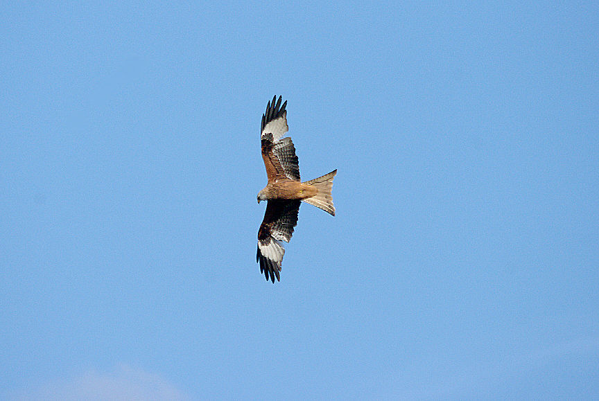 RED KITE . STOW ON THE WOLD . GLOUCESTERSHIRE . 24 . 2 . 2017
