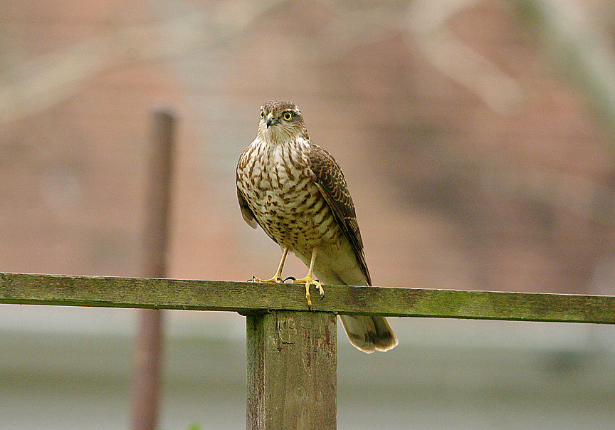 SPARROWHAWK , TOPSHAM , DEVON , 26 , 2 , 2017 
